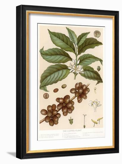 Botanical Drawing of Coffee Plant-null-Framed Art Print