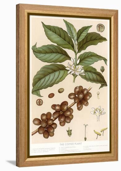 Botanical Drawing of Coffee Plant-null-Framed Stretched Canvas