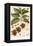 Botanical Drawing of Coffee Plant-null-Framed Stretched Canvas