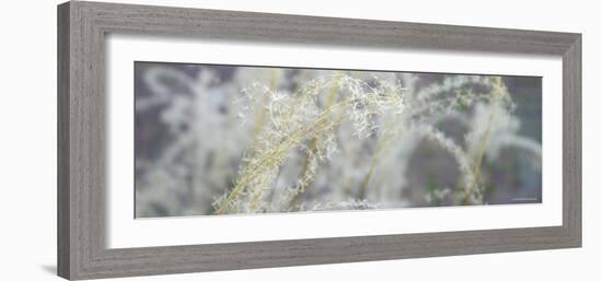 Botanical Dream-Nicole Katano-Framed Photo