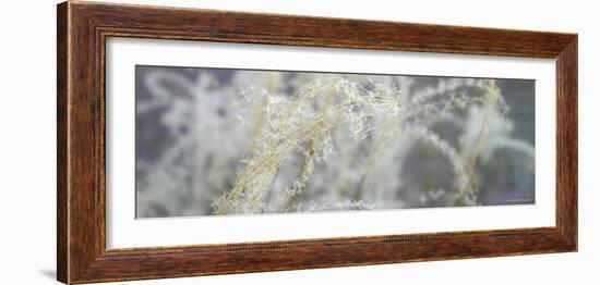 Botanical Dream-Nicole Katano-Framed Photo