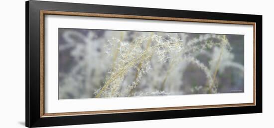 Botanical Dream-Nicole Katano-Framed Photo