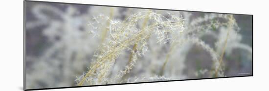 Botanical Dream-Nicole Katano-Mounted Photo