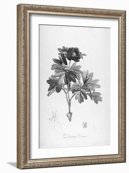 Botanical Eclipse 1-Tina Carlson-Framed Art Print