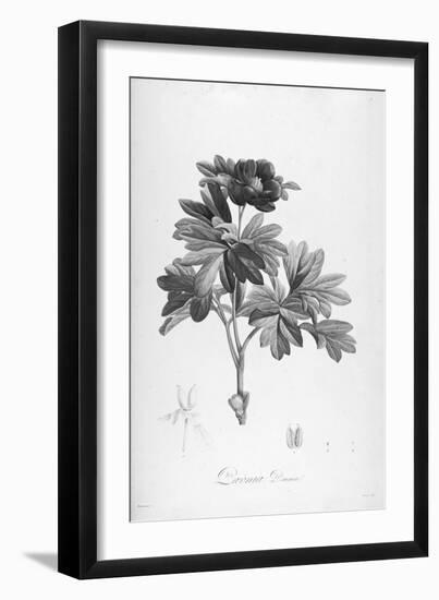 Botanical Eclipse 1-Tina Carlson-Framed Art Print