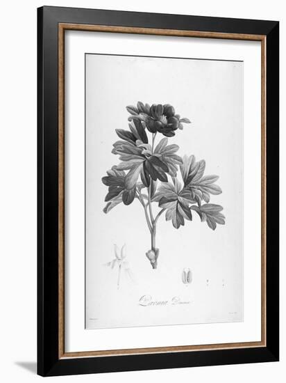 Botanical Eclipse 1-Tina Carlson-Framed Art Print