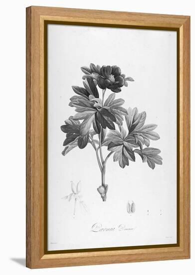 Botanical Eclipse 1-Tina Carlson-Framed Stretched Canvas