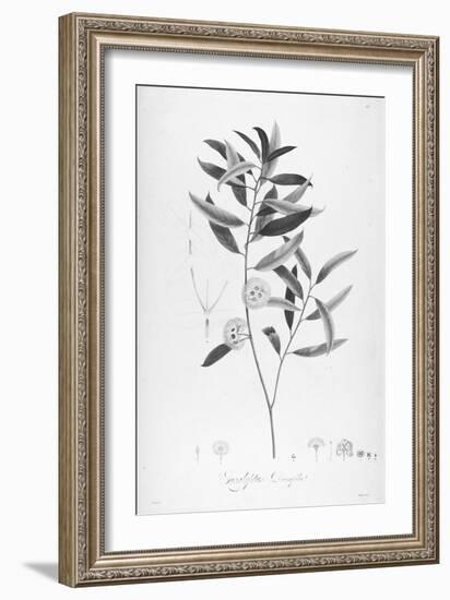 Botanical Eclipse 2-Tina Carlson-Framed Art Print