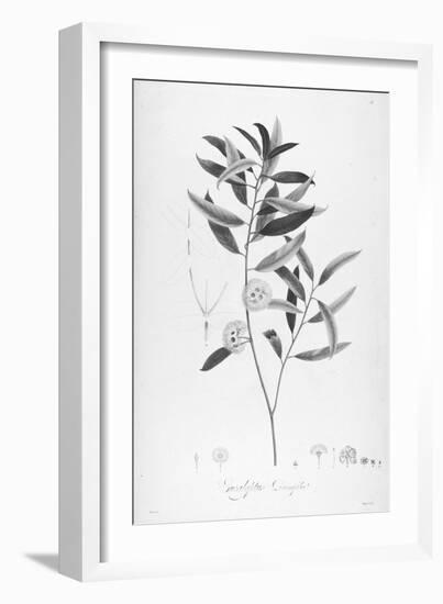 Botanical Eclipse 2-Tina Carlson-Framed Art Print