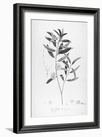 Botanical Eclipse 2-Tina Carlson-Framed Art Print