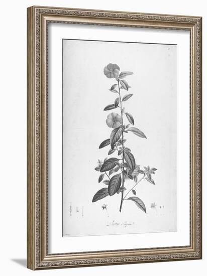 Botanical Eclipse 3-Tina Carlson-Framed Art Print