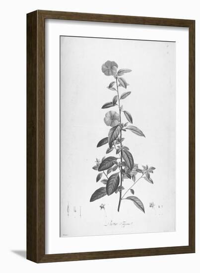 Botanical Eclipse 3-Tina Carlson-Framed Art Print