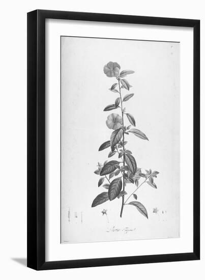 Botanical Eclipse 3-Tina Carlson-Framed Art Print