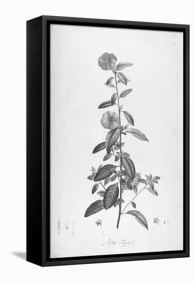 Botanical Eclipse 3-Tina Carlson-Framed Stretched Canvas