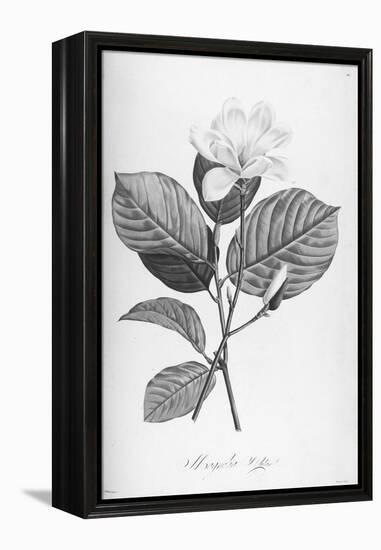 Botanical Eclipse 4-Tina Carlson-Framed Stretched Canvas