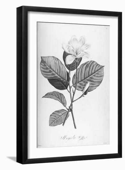 Botanical Eclipse 4-Tina Carlson-Framed Art Print