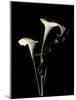 Botanical Elegance Calla III-Amy Melious-Mounted Art Print