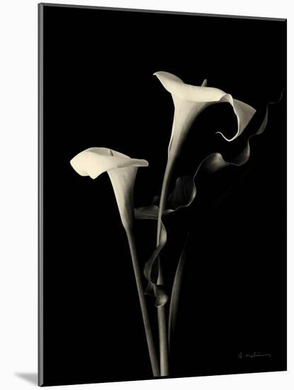 Botanical Elegance Calla III-Amy Melious-Mounted Art Print