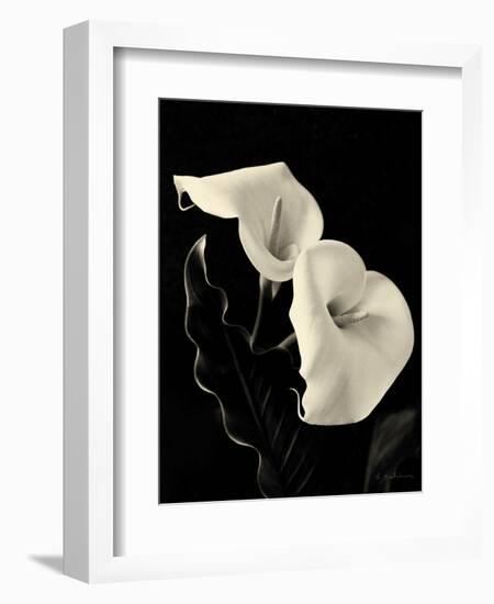 Botanical Elegance Calla IV-Amy Melious-Framed Art Print