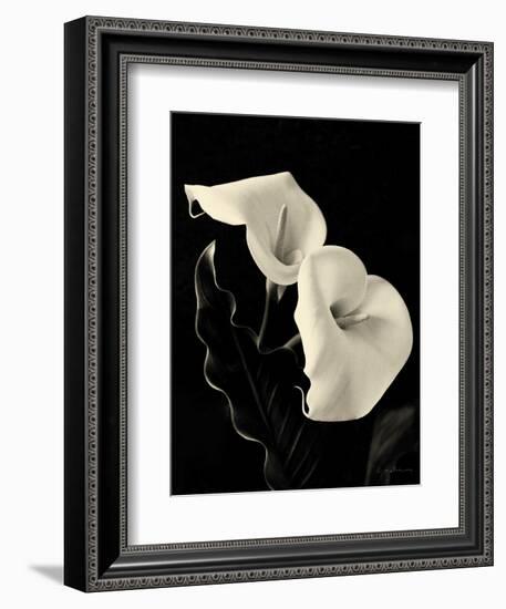 Botanical Elegance Calla IV-Amy Melious-Framed Art Print