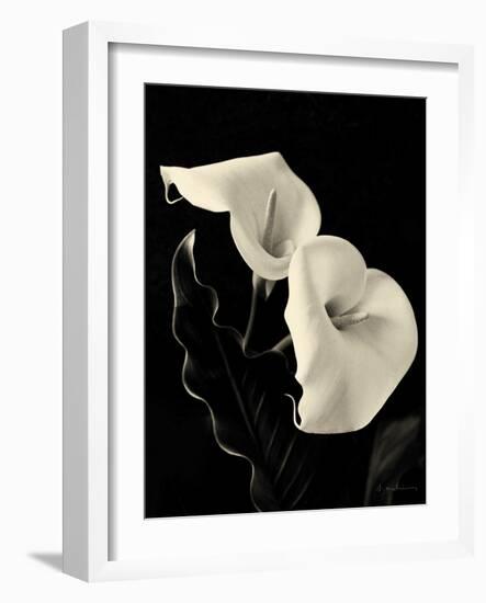 Botanical Elegance Calla IV-Amy Melious-Framed Art Print