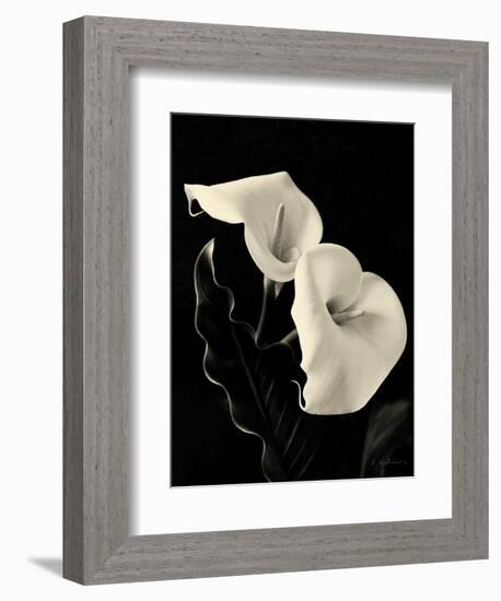 Botanical Elegance Calla IV-Amy Melious-Framed Premium Giclee Print
