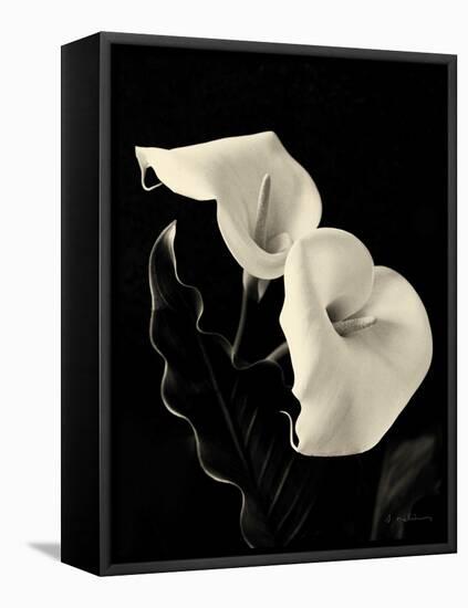 Botanical Elegance Calla IV-Amy Melious-Framed Stretched Canvas