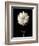 Botanical Elegance Dahlia-Amy Melious-Framed Art Print