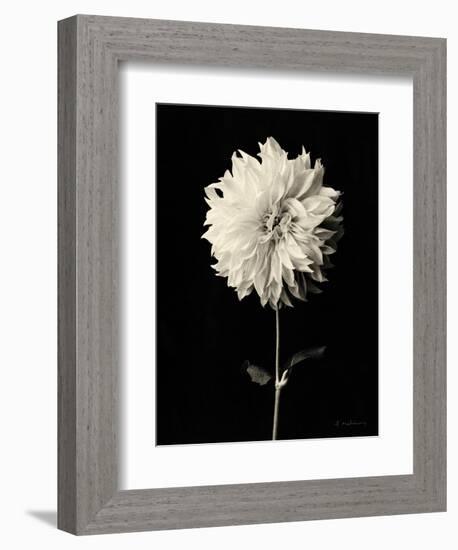 Botanical Elegance Dahlia-Amy Melious-Framed Art Print