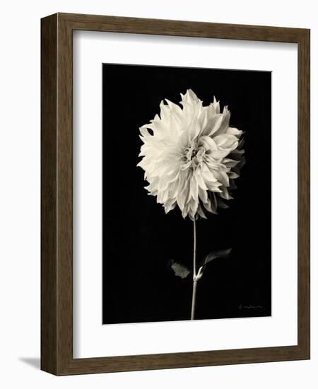 Botanical Elegance Dahlia-Amy Melious-Framed Art Print