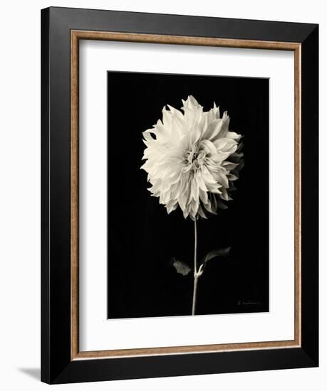 Botanical Elegance Dahlia-Amy Melious-Framed Art Print