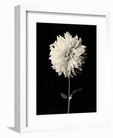 Botanical Elegance Dahlia-Amy Melious-Framed Art Print