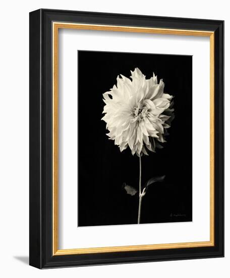 Botanical Elegance Dahlia-Amy Melious-Framed Art Print