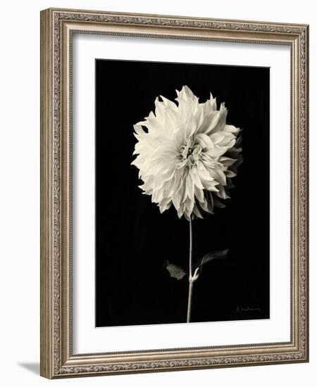 Botanical Elegance Dahlia-Amy Melious-Framed Art Print