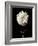 Botanical Elegance Dahlia-Amy Melious-Framed Art Print