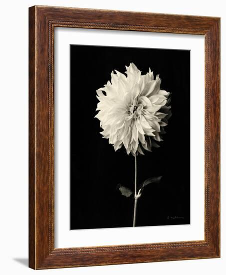 Botanical Elegance Dahlia-Amy Melious-Framed Art Print