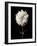 Botanical Elegance Dahlia-Amy Melious-Framed Art Print