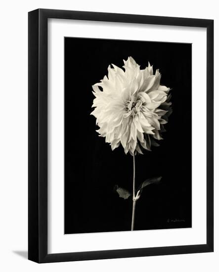 Botanical Elegance Dahlia-Amy Melious-Framed Art Print