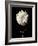 Botanical Elegance Dahlia-Amy Melious-Framed Art Print