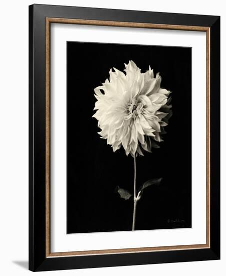 Botanical Elegance Dahlia-Amy Melious-Framed Art Print