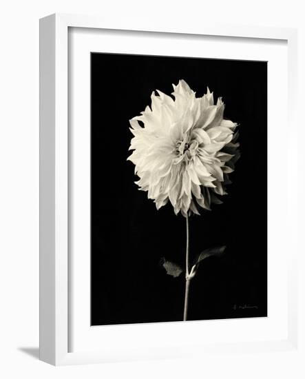 Botanical Elegance Dahlia-Amy Melious-Framed Art Print