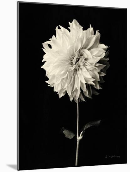 Botanical Elegance Dahlia-Amy Melious-Mounted Art Print