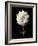 Botanical Elegance Dahlia-Amy Melious-Framed Art Print