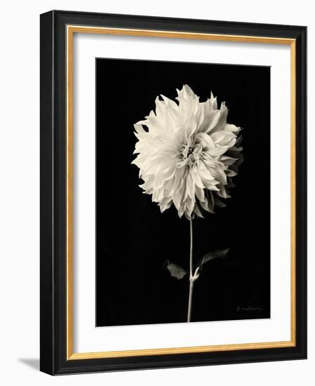 Botanical Elegance Dahlia-Amy Melious-Framed Art Print