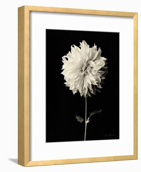 Botanical Elegance Dahlia-Amy Melious-Framed Art Print