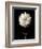 Botanical Elegance Dahlia-Amy Melious-Framed Premium Giclee Print