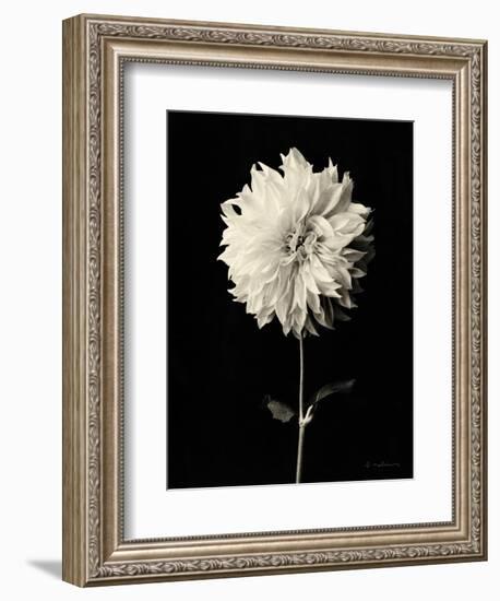 Botanical Elegance Dahlia-Amy Melious-Framed Premium Giclee Print