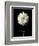 Botanical Elegance Dahlia-Amy Melious-Framed Premium Giclee Print