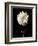 Botanical Elegance Dahlia-Amy Melious-Framed Premium Giclee Print