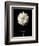 Botanical Elegance Dahlia-Amy Melious-Framed Premium Giclee Print